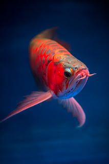 Dragon Fish Arowana Beauty