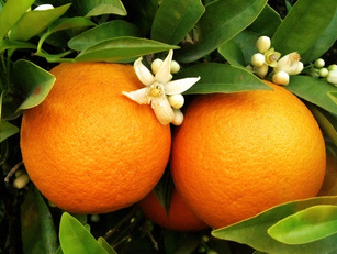 http://fr.wikipedia.org/wiki/Orange_%28fruit%29