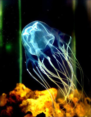 Box Jellyfish