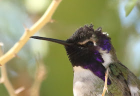 Costa's Hummingbird portrait