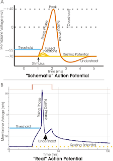   threshold แปลว่า, threshold แปลว่าอะไร หมายความว่าอะไร มีความหมายอย่างไร, threshold level คือ, threshold value คือ, threshold amount แปลว่า, ระดับ threshold คือ, subthreshold แปล ว่า, threshold meaning, threshold level คืออะไร