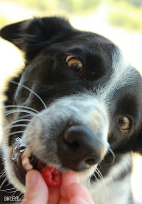 Border collie eating raspberry