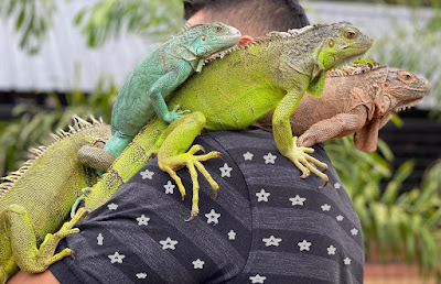 Iguana as a pet: Considering an Iguana as Your Next Pet? Here's What You Need to Know!