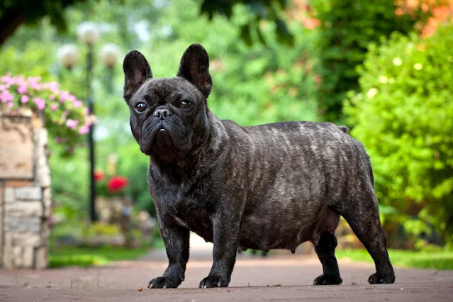how to tell if dog had puppies