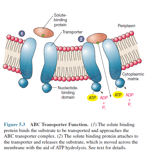 ABC Transporter Function