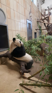 Giant Panda in the Zoo In Vienna