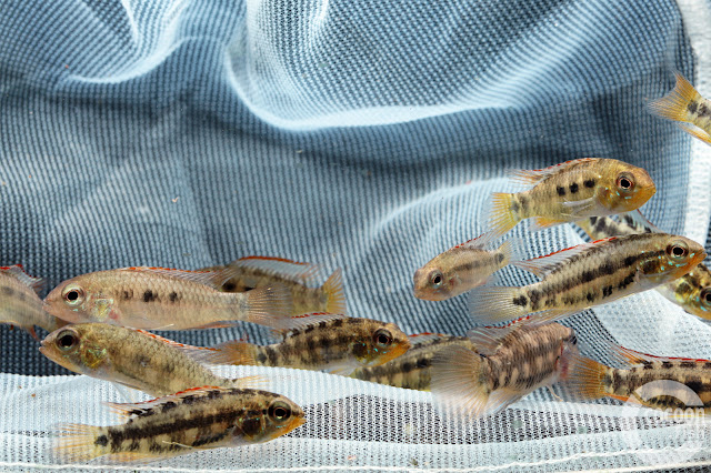 Apistogramma sp. D52