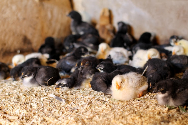 baby peeps at Kinney Valley Alpacas