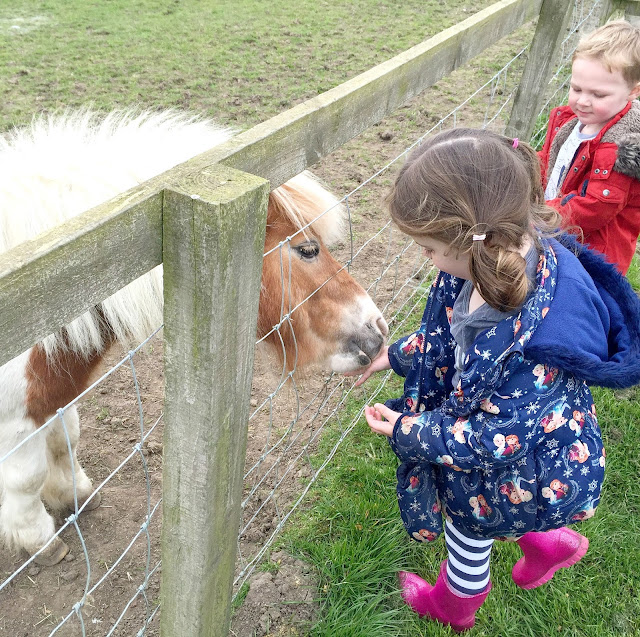 feeding a shetland pony in a field at whitehouse farm 