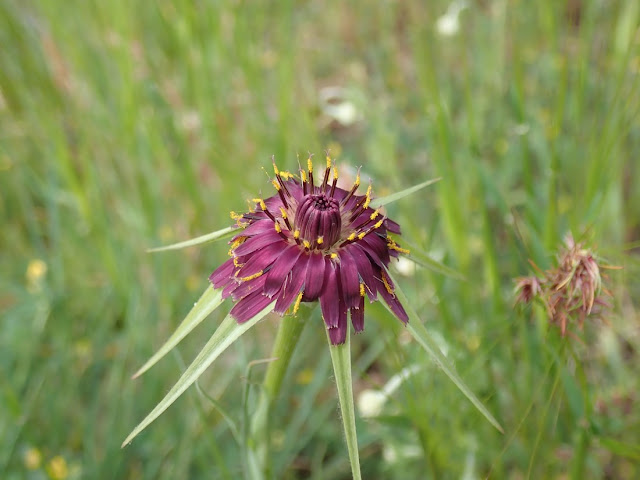 Tragopogon porrifolius