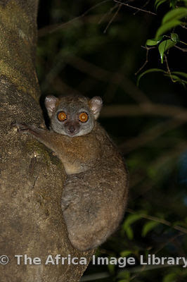 lemur deportivo de Ankarana Lepilemur ankaranensis