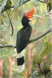 Burung Alau Gembung