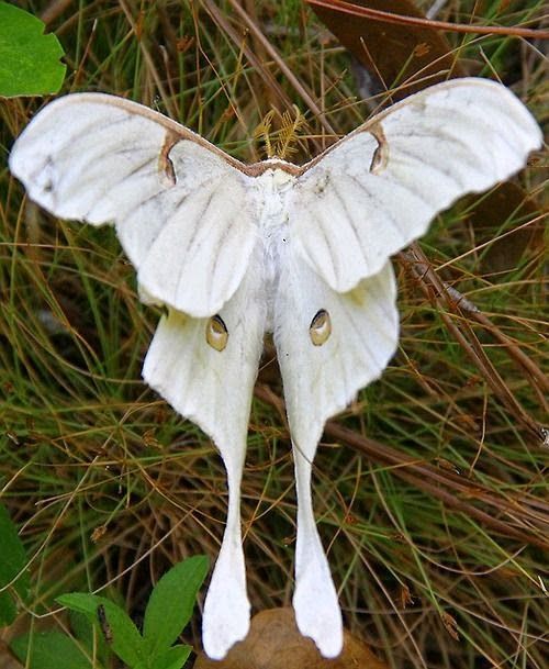 Luna Moth | A-Z List of 125 Rare Albino Animals [Pics]