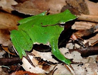 katak bantal 10 Jenis Katak Teraneh Di Dunia