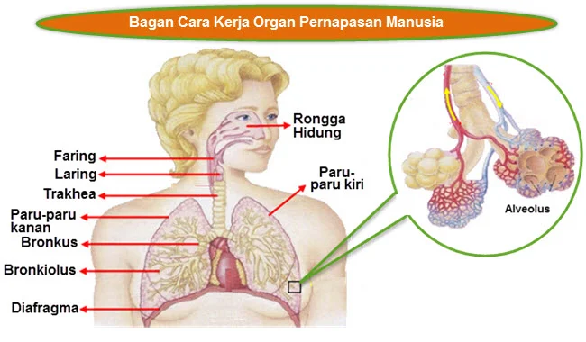 Bagan Cara Kerja Organ Pernapasan