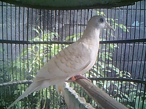 JUAL KUTUT Jual Burung Perkutut Putih Lokal Harga Terjangkau