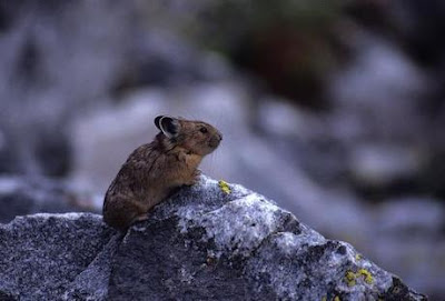 Pika o Conejo ratón