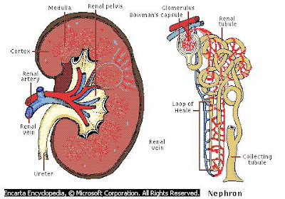 https://blogger.googleusercontent.com/img/b/R29vZ2xl/AVvXsEg_k2OOFgvdhD5RFrdxNZJhPDoJRbzVP9fSYzXSiGGKdA4O_HI6R1uxpNz5EjpRphpYFCcoGNv0EHeF7l-hkc0KEOuZzB6XULJANv7qixuJZyR7GtfaYTtQOt3_se5cOaPCWBD3JQWbMAot/s400/kidney.JPG
