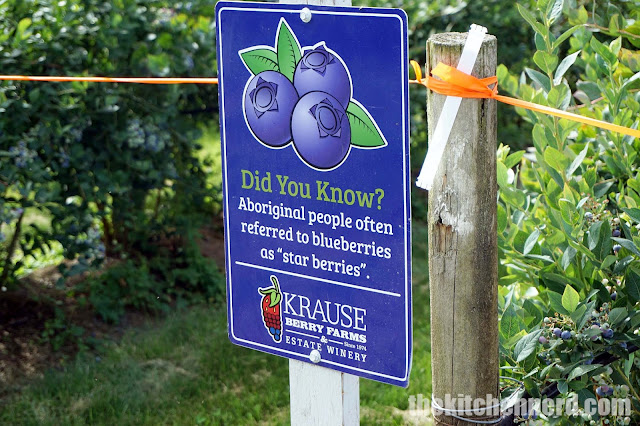 Krause Berry Farms and Estate Winery Trivia Sign | The Kitchen Nerd