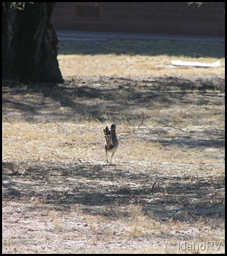 Roadrunner