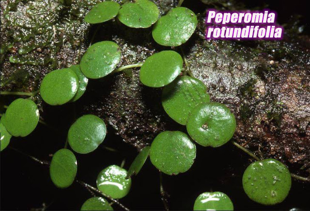 the real Peperomia rotundifolia plant