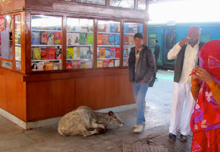 Cow in Railway Station  India