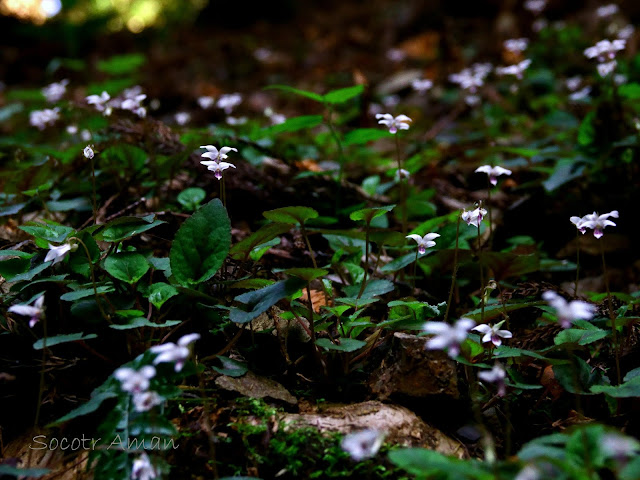 Viola maximowicziana