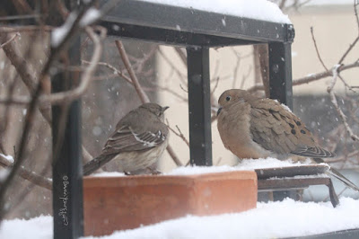 The sixthbird-themed image in this post. This picture shows two birds standing on a garden shelf during a snowfall. A Northern mockingbird is on the left and a Mourning dove is on the right.  These bird types are featured in my book series, "Words In Our Beak." Info re my books is included within another post on this blog @ https://www.thelastleafgardener.com/2018/10/one-sheet-book-series-info.html