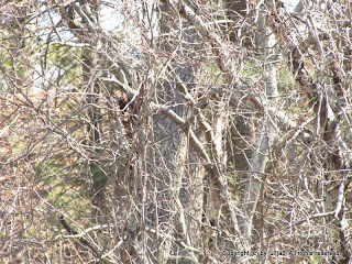 Pileated Woodpecker