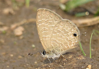 Petrelaea dana, Dingy Lineblue