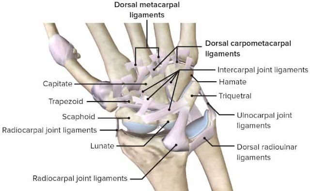 anatomi wrist joint