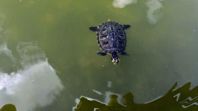 Una de las tortugas en el jardín botánico