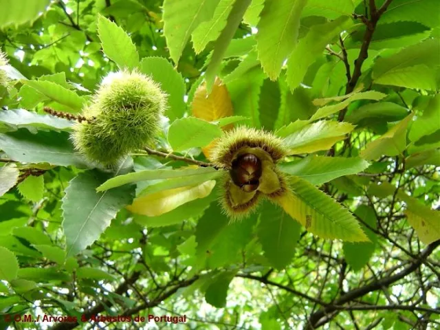 Dicas e cuidados sobre a Castanha-portuguesa ou Castanea sativa Castanheira