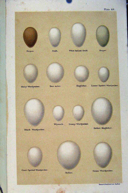 Bird Eggs Pictures