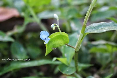 Inflorescência da trapoeraba commelina diffusa com brácteas em forma de coração fechado e peciolada