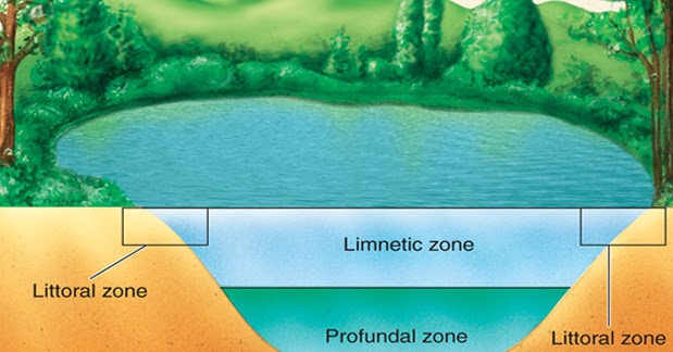 Contoh Ekosistem Lentik Dan Lotik - Contoh II