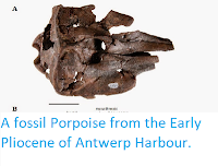 https://sciencythoughts.blogspot.com/2015/01/a-fossil-porpoise-from-early-pliocene.html