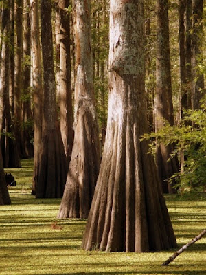 So, a cypress forest was discovered off the Alabama coast. Huh? How did that get there?