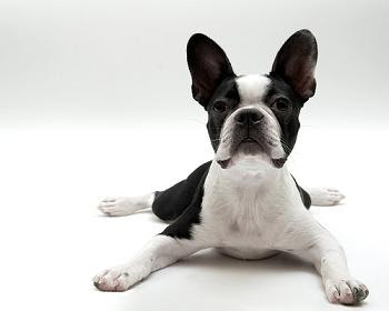 Boston Terrier Puppies Pictures