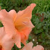 Gambar Bunga Gladiol