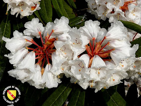 VILLERS-LES-NANCY (54) : Le jardin botanique du Montet-Rhododendron