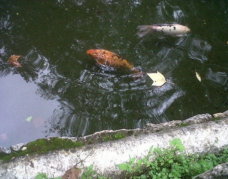IMG01516-20110809-1624