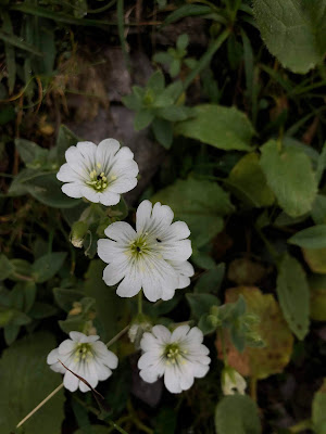 [Caryophyllaceae] Cerastium arvense – Filed Chickweed (Peverina dei campi)