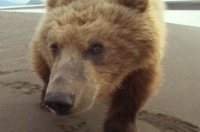 Still from 'Grizzly Man', Treadwell almost touching Grizzly (1)