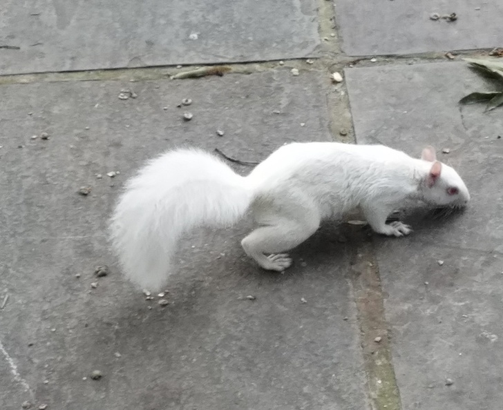 21 Amazing Photos Of Albino Animals