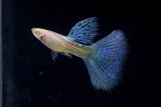 Jual Thailand Guppy Albino Grass,  Harga Thailand Guppy Albino Grass,  Toko Thailand Guppy Albino Grass,  Diskon Thailand Guppy Albino Grass,  Beli Thailand Guppy Albino Grass,  Review Thailand Guppy Albino Grass,  Promo Thailand Guppy Albino Grass,  Spesifikasi Thailand Guppy Albino Grass,  Thailand Guppy Albino Grass Murah,  Thailand Guppy Albino Grass Asli,  Thailand Guppy Albino Grass Original,  Thailand Guppy Albino Grass Jakarta,  Jenis Thailand Guppy Albino Grass,  Budidaya Thailand Guppy Albino Grass,  Peternak Thailand Guppy Albino Grass,  Cara Merawat Thailand Guppy Albino Grass,  Tips Merawat Thailand Guppy Albino Grass,  Bagaimana cara merawat Thailand Guppy Albino Grass,  Bagaimana mengobati Thailand Guppy Albino Grass,  Ciri-Ciri Hamil Thailand Guppy Albino Grass,  Kandang Thailand Guppy Albino Grass,  Ternak Thailand Guppy Albino Grass,  Makanan Thailand Guppy Albino Grass,  Thailand Guppy Albino Grass Termahal,  Adopsi Thailand Guppy Albino Grass,  Jual Cepat Thailand Guppy Albino Grass,  Thailand Guppy Albino Grass  Jakarta,  Thailand Guppy Albino Grass  Bandung,  Thailand Guppy Albino Grass  Medan,  Thailand Guppy Albino Grass  Bali,  Thailand Guppy Albino Grass  Makassar,  Thailand Guppy Albino Grass  Jambi,  Thailand Guppy Albino Grass  Pekanbaru,  Thailand Guppy Albino Grass  Palembang,  Thailand Guppy Albino Grass  Sumatera,  Thailand Guppy Albino Grass  Langsa,  Thailand Guppy Albino Grass  Lhokseumawe,  Thailand Guppy Albino Grass  Meulaboh,  Thailand Guppy Albino Grass  Sabang,  Thailand Guppy Albino Grass  Subulussalam,  Thailand Guppy Albino Grass  Denpasar,  Thailand Guppy Albino Grass  Pangkalpinang,  Thailand Guppy Albino Grass  Cilegon,  Thailand Guppy Albino Grass  Serang,  Thailand Guppy Albino Grass  Tangerang Selatan,  Thailand Guppy Albino Grass  Tangerang,  Thailand Guppy Albino Grass  Bengkulu,  Thailand Guppy Albino Grass  Gorontalo,  Thailand Guppy Albino Grass  guppy,  Thailand Guppy Albino Grass  tropical fish,  Thailand Guppy Albino Grass  aquarium fish,  Thailand Guppy Albino Grass  bubble guppies games,  Thailand Guppy Albino Grass  guppy fish,  Thailand Guppy Albino Grass  bubble guppies videos,  Thailand Guppy Albino Grass  bubble guppies episodes,  Thailand Guppy Albino Grass  bubble guppies full episodes,  Thailand Guppy Albino Grass  super guppy,  Thailand Guppy Albino Grass  bubble guppies cast,  Thailand Guppy Albino Grass  aquarium online,  Thailand Guppy Albino Grass  bubble guppies songs,  Thailand Guppy Albino Grass  tetra aquarium,  Thailand Guppy Albino Grass  guppies for sale,  Thailand Guppy Albino Grass  pregnant guppy,  Thailand Guppy Albino Grass  bubble guppies characters,  Thailand Guppy Albino Grass  bubble guppy,  Thailand Guppy Albino Grass  bubble guppies names,  Thailand Guppy Albino Grass  guppies fish,  Thailand Guppy Albino Grass  guppy breeding,  Thailand Guppy Albino Grass  breeding guppies,  Thailand Guppy Albino Grass  bubble guppie,  Thailand Guppy Albino Grass  nick jr bubble guppies,  Thailand Guppy Albino Grass  bubble guppies coloring pages,  Thailand Guppy Albino Grass  bubble guppies video,  Thailand Guppy Albino Grass  bubble guppy games,  Thailand Guppy Albino Grass  guppy aquarium,  Thailand Guppy Albino Grass  guppy care,  Thailand Guppy Albino Grass  baby guppies,  Thailand Guppy Albino Grass  design aquarium,  Thailand Guppy Albino Grass  how to breed guppies,  Thailand Guppy Albino Grass  endlers guppy,  Thailand Guppy Albino Grass  bubble guppies wiki,  Thailand Guppy Albino Grass  bubble guppies game,  Thailand Guppy Albino Grass  guppies care,  Thailand Guppy Albino Grass  guppy fry,  Thailand Guppy Albino Grass  male guppies,  Thailand Guppy Albino Grass  buble guppies,  Thailand Guppy Albino Grass  guppy fish care,  Thailand Guppy Albino Grass  female guppies,  Thailand Guppy Albino Grass  female guppy,  Thailand Guppy Albino Grass  guppy tank,  Thailand Guppy Albino Grass  types of guppies,  Thailand Guppy Albino Grass  online aquarium,  Thailand Guppy Albino Grass  guppies aquarium,  Thailand Guppy Albino Grass  pregnant guppies,  Thailand Guppy Albino Grass  guppy giving birth,  Thailand Guppy Albino Grass  what do guppies eat,  Thailand Guppy Albino Grass  guppy life span,  Thailand Guppy Albino Grass  guppy pond,  Thailand Guppy Albino Grass  guppy grass,  Thailand Guppy Albino Grass  guppies breeding,  Thailand Guppy Albino Grass  aquarium guppy,  Thailand Guppy Albino Grass  guppies giving birth,  Thailand Guppy Albino Grass  bubble guppies pictures,  Thailand Guppy Albino Grass  bubble guppies show,  Thailand Guppy Albino Grass  male guppy,  Thailand Guppy Albino Grass  guppy fish for sale,  Thailand Guppy Albino Grass  pregnant guppy fish,  Thailand Guppy Albino Grass  endler guppies,  Thailand Guppy Albino Grass  guppy babies,  Thailand Guppy Albino Grass  the bubble guppies,  Thailand Guppy Albino Grass  bubble guppies images,  Thailand Guppy Albino Grass  bubble guppies bubble puppy,  Thailand Guppy Albino Grass  guppy food,  Thailand Guppy Albino Grass  ferplast aquarium,  Thailand Guppy Albino Grass  guppy temperature,  Thailand Guppy Albino Grass  the binding isaac,  Thailand Guppy Albino Grass  guppy tail,  Thailand Guppy Albino Grass  the rebirth of isaac,  Thailand Guppy Albino Grass  the binding of isaac rebirth guppy,  Thailand Guppy Albino Grass  isaac the game,  Thailand Guppy Albino Grass  guppie fish,  Thailand Guppy Albino Grass  guppy fish breeding,  Thailand Guppy Albino Grass  guppy for sale,  Thailand Guppy Albino Grass  guppy tank mates,  Thailand Guppy Albino Grass  aquarium shop online,  Thailand Guppy Albino Grass  guppy gestation,  Thailand Guppy Albino Grass  the binding of isaac guppy,  Thailand Guppy Albino Grass  keeping guppies,  Thailand Guppy Albino Grass  guppy definition,  Thailand Guppy Albino Grass  guppy meaning,  Thailand Guppy Albino Grass  guppy breathing,  Thailand Guppy Albino Grass  fish tropical,  Thailand Guppy Albino Grass  endlers guppies,  Thailand Guppy Albino Grass  baby guppy,  Thailand Guppy Albino Grass  nickelodeon bubble guppies,  Thailand Guppy Albino Grass  guppy fish tank,  Thailand Guppy Albino Grass  guppy types,  Thailand Guppy Albino Grass  guppy fish types,  Thailand Guppy Albino Grass  guppy diseases,  Thailand Guppy Albino Grass  the binding of isaac 2,  Thailand Guppy Albino Grass  isaac the binding,  Thailand Guppy Albino Grass  wild guppies,  Thailand Guppy Albino Grass  wild guppy,  Thailand Guppy Albino Grass  fantail guppies,  Thailand Guppy Albino Grass  guppy pregnancy,  Thailand Guppy Albino Grass  lyretail guppy,  Thailand Guppy Albino Grass  pregnant guppy stages,  Thailand Guppy Albino Grass  guppy pregnant,  Thailand Guppy Albino Grass  male and female guppies,  Thailand Guppy Albino Grass  bubble guppys,  Thailand Guppy Albino Grass  guppy birth,  Thailand Guppy Albino Grass  do guppies need a heater,  Thailand Guppy Albino Grass  pictures of guppies,  Thailand Guppy Albino Grass  guppy fish life span,  Thailand Guppy Albino Grass  guppy water temperature,  Thailand Guppy Albino Grass  show guppies,  Thailand Guppy Albino Grass  black guppy,  Thailand Guppy Albino Grass  red guppy,  Thailand Guppy Albino Grass  binding isaac wiki,  Thailand Guppy Albino Grass  binding of isaac 2,  Thailand Guppy Albino Grass  moscow guppy,  Thailand Guppy Albino Grass  guppy forum,  Thailand Guppy Albino Grass  guppies online,  Thailand Guppy Albino Grass  fantail guppy,  Thailand Guppy Albino Grass  yellow guppy,  Thailand Guppy Albino Grass  snakeskin guppy,  Thailand Guppy Albino Grass  guppy fry growth chart,  Thailand Guppy Albino Grass  guppy fish food,  Thailand Guppy Albino Grass  temperature for guppies,  Thailand Guppy Albino Grass  water temperature for guppies,  Thailand Guppy Albino Grass  guppy games,  Thailand Guppy Albino Grass  black moscow guppy,  Thailand Guppy Albino Grass  full red guppy,  Thailand Guppy Albino Grass  blue moscow guppy,  Thailand Guppy Albino Grass  game isaac,  Thailand Guppy Albino Grass  male guppy fish,  Thailand Guppy Albino Grass  guppy varieties,  Thailand Guppy Albino Grass  albino guppy,  Thailand Guppy Albino Grass  guppy pregnancy stages,  Thailand Guppy Albino Grass  tequila sunrise guppy,  Thailand Guppy Albino Grass  guppy fin rot,  Thailand Guppy Albino Grass  guppy genetics,  Thailand Guppy Albino Grass  pink guppy,  Thailand Guppy Albino Grass  the guppy,  Thailand Guppy Albino Grass  highland guppy,  Thailand Guppy Albino Grass  guppy breeding tank,  Thailand Guppy Albino Grass  guppy breeds,  Thailand Guppy Albino Grass  show guppies for sale,  Thailand Guppy Albino Grass  guppies for sale uk,  Thailand Guppy Albino Grass  is my guppy pregnant,  Thailand Guppy Albino Grass  guppies having babies,  Thailand Guppy Albino Grass  guppy female,  Thailand Guppy Albino Grass  guppy fry care,  Thailand Guppy Albino Grass  do guppies need a filter,  Thailand Guppy Albino Grass  do guppies eat their babies,  Thailand Guppy Albino Grass  do guppies sleep,  Thailand Guppy Albino Grass  aquarium 40 liter,  Thailand Guppy Albino Grass  guppy game,  Thailand Guppy Albino Grass  neon guppies,  Thailand Guppy Albino Grass  neon guppy,  Thailand Guppy Albino Grass  guppy neon,  Thailand Guppy Albino Grass  isaac of binding,  Thailand Guppy Albino Grass  moscow blue guppy,  Thailand Guppy Albino Grass  guppy tail rot,  Thailand Guppy Albino Grass  isaac the rebirth,  Thailand Guppy Albino Grass  fish guppies,  Thailand Guppy Albino Grass  guppies dying,  Thailand Guppy Albino Grass  guppy species,  Thailand Guppy Albino Grass  guppy gravid spot,  Thailand Guppy Albino Grass  the of isaac,  Thailand Guppy Albino Grass  breeding guppies for beginners,  Thailand Guppy Albino Grass  guppy breeding cycle,  Thailand Guppy Albino Grass  female guppies for sale,  Thailand Guppy Albino Grass  guppies pregnant,  Thailand Guppy Albino Grass  pregnant female guppy,  Thailand Guppy Albino Grass  caring for guppies,  Thailand Guppy Albino Grass  guppies babies,  Thailand Guppy Albino Grass  guppy fry growth,  Thailand Guppy Albino Grass  guppy tank setup,  Thailand Guppy Albino Grass  guppy fish giving birth,  Thailand Guppy Albino Grass  guppy fry food,  Thailand Guppy Albino Grass  different types of guppies,  Thailand Guppy Albino Grass  types of guppy,  Thailand Guppy Albino Grass  guppy pictures,  Thailand Guppy Albino Grass  aquarium voor beginners,  Thailand Guppy Albino Grass  guppy life cycle,  Thailand Guppy Albino Grass  guppies temperature,  Thailand Guppy Albino Grass  guppy gestation period,  Thailand Guppy Albino Grass  the binding of the isaac,  Thailand Guppy Albino Grass  feeding guppies,  Thailand Guppy Albino Grass  guppi fish,  Thailand Guppy Albino Grass  guppy fish facts,  Thailand Guppy Albino Grass  guppy breeders,  Thailand Guppy Albino Grass  guppy wiki,  Thailand Guppy Albino Grass  freshwater guppies,  Thailand Guppy Albino Grass  rare guppies,  Thailand Guppy Albino Grass  raising guppies,  Thailand Guppy Albino Grass  guppy colors,  Thailand Guppy Albino Grass  guppy strains,  Thailand Guppy Albino Grass  guppy size,  Thailand Guppy Albino Grass  turquoise guppy,  Thailand Guppy Albino Grass  leopard guppy,  Thailand Guppy Albino Grass  guppy love,  Thailand Guppy Albino Grass  guppy images,  Thailand Guppy Albino Grass  guppy plant,  Thailand Guppy Albino Grass  water temp for guppies,  Thailand Guppy Albino Grass  guppy breeding setup,  Thailand Guppy Albino Grass  guppies for sale online,  Thailand Guppy Albino Grass  guppys aquarium,  Thailand Guppy Albino Grass  guppy fish pregnant,  Thailand Guppy Albino Grass  guppy care sheet,  Thailand Guppy Albino Grass  endler guppy hybrid,  Thailand Guppy Albino Grass  baby guppy fish,  Thailand Guppy Albino Grass  female guppy fish,  Thailand Guppy Albino Grass  bubble guppies nickelodeon,  Thailand Guppy Albino Grass  guppy tanks,  Thailand Guppy Albino Grass  guppies food,  Thailand Guppy Albino Grass  best food for guppies,  Thailand Guppy Albino Grass  tropical guppies,  Thailand Guppy Albino Grass  black guppy fish,  Thailand Guppy Albino Grass  black moscow guppies,  Thailand Guppy Albino Grass  gestation period for guppies,  Thailand Guppy Albino Grass  blue neon guppy,  Thailand Guppy Albino Grass  red mosaic guppy,  Thailand Guppy Albino Grass  betta and guppies,  Thailand Guppy Albino Grass  guppy fishes,  Thailand Guppy Albino Grass  fish compatible with guppies,  Thailand Guppy Albino Grass  what is a guppy fish,  Thailand Guppy Albino Grass  guppy s,  Thailand Guppy Albino Grass  guppy guppy,  Thailand Guppy Albino Grass  guppy facts,  Thailand Guppy Albino Grass  guppy behavior,  Thailand Guppy Albino Grass  green guppy,  Thailand Guppy Albino Grass  white guppy,  Thailand Guppy Albino Grass  guppy dropsy,  Thailand Guppy Albino Grass  purple guppy,  Thailand Guppy Albino Grass  bloated guppy,  Thailand Guppy Albino Grass  angelfish and guppies,  Thailand Guppy Albino Grass  fin rot guppy,  Thailand Guppy Albino Grass  guppies keep dying,  Thailand Guppy Albino Grass  mollies and guppies,  Thailand Guppy Albino Grass  stages of guppy pregnancy,  Thailand Guppy Albino Grass  south african guppies,  Thailand Guppy Albino Grass  mosaic guppy,  Thailand Guppy Albino Grass  guppy cartoon,  Thailand Guppy Albino Grass  breeding guppy,  Thailand Guppy Albino Grass  aquarium guppies,  Thailand Guppy Albino Grass  pregnant guppie,  Thailand Guppy Albino Grass  female guppy pregnant,  Thailand Guppy Albino Grass  guppy tank size,  Thailand Guppy Albino Grass  guppies tank mates,  Thailand Guppy Albino Grass  do guppies give live birth,  Thailand Guppy Albino Grass  buy guppies,  Thailand Guppy Albino Grass  food for guppies,  Thailand Guppy Albino Grass  types of guppy fish,  Thailand Guppy Albino Grass  guppy disease,  Thailand Guppy Albino Grass  tropical fish guppies,  Thailand Guppy Albino Grass  black guppies,  Thailand Guppy Albino Grass  guppy black,  Thailand Guppy Albino Grass  red guppies,  Thailand Guppy Albino Grass  red guppy fish,  Thailand Guppy Albino Grass  moscow guppies,  Thailand Guppy Albino Grass  guppies and bettas,  Thailand Guppy Albino Grass  guppy fish information,  Thailand Guppy Albino Grass  guppy fish images,  Thailand Guppy Albino Grass  all about guppies,  Thailand Guppy Albino Grass  guppy breeder,  Thailand Guppy Albino Grass  guppys online,  Thailand Guppy Albino Grass  guppy poecilia reticulata,  Thailand Guppy Albino Grass  guppy a,  Thailand Guppy Albino Grass  purple guppies,  Thailand Guppy Albino Grass  beautiful guppies,  Thailand Guppy Albino Grass  guppy pdf,  Thailand Guppy Albino Grass  guppy swimming vertically,  Thailand Guppy Albino Grass  guppy names,  Thailand Guppy Albino Grass  yellow guppies,  Thailand Guppy Albino Grass  male guppies fighting,  Thailand Guppy Albino Grass  guppies and tetras,  Thailand Guppy Albino Grass  saltwater guppies,  Thailand Guppy Albino Grass  guppies and mollies,  Thailand Guppy Albino Grass  the guppies,  Thailand Guppy Albino Grass  breeding guppies in community tank,  Thailand Guppy Albino Grass  breed guppies,  Thailand Guppy Albino Grass  live guppies for sale,  Thailand Guppy Albino Grass  guppies fish for sale,  Thailand Guppy Albino Grass  breeding guppies for profit,  Thailand Guppy Albino Grass  guppies aquarium products,  Thailand Guppy Albino Grass  taking care of guppies,  Thailand Guppy Albino Grass  guppies fish care,  Thailand Guppy Albino Grass  john endler guppies,  Thailand Guppy Albino Grass  guppy fish babies,  Thailand Guppy Albino Grass  male and female guppy,  Thailand Guppy Albino Grass  guppy fry development,  Thailand Guppy Albino Grass  guppy fry stages,  Thailand Guppy Albino Grass  guppies fish tank,  Thailand Guppy Albino Grass  guppies tank,  Thailand Guppy Albino Grass  guppy fry tank,  Thailand Guppy Albino Grass  female guppy giving birth,  Thailand Guppy Albino Grass  pregnant guppy giving birth,  Thailand Guppy Albino Grass  guppies birth,  Thailand Guppy Albino Grass  guppy give birth,  Thailand Guppy Albino Grass  guppies types,  Thailand Guppy Albino Grass  how much do guppies cost,  Thailand Guppy Albino Grass  do guppies eat algae,  Thailand Guppy Albino Grass  guppy diseases pictures,  Thailand Guppy Albino Grass  pregnant guppy pictures,  Thailand Guppy Albino Grass  pictures of guppy fish,  Thailand Guppy Albino Grass  guppy fish diseases,  Thailand Guppy Albino Grass  show guppy,  Thailand Guppy Albino Grass  guppy tropical fish,  Thailand Guppy Albino Grass  guppies tropical fish,  Thailand Guppy Albino Grass  half black guppy,  Thailand Guppy Albino Grass  neon blue guppy,  Thailand Guppy Albino Grass  guppies and neon tetras,  Thailand Guppy Albino Grass  binding of the isaac,  Thailand Guppy Albino Grass  moscow blue guppies,  Thailand Guppy Albino Grass  of isaac game,  Thailand Guppy Albino Grass  feeding guppy fry,  Thailand Guppy Albino Grass  game the binding of isaac,  Thailand Guppy Albino Grass  the binding of isaac the game,  Thailand Guppy Albino Grass  blue guppy fish,  Thailand Guppy Albino Grass  fish that can live with guppies,  Thailand Guppy Albino Grass  images of guppy fish,  Thailand Guppy Albino Grass  guppy online,  Thailand Guppy Albino Grass  albino guppies,  Thailand Guppy Albino Grass  pics of guppies,  Thailand Guppy Albino Grass  my guppies keep dying,  Thailand Guppy Albino Grass  guppy colours,  Thailand Guppy Albino Grass  guppy growth chart,  Thailand Guppy Albino Grass  golden guppy,  Thailand Guppy Albino Grass  colorful guppies,  Thailand Guppy Albino Grass  columnaris guppy,  Thailand Guppy Albino Grass  guppy diet,  Thailand Guppy Albino Grass  dragon guppy,  Thailand Guppy Albino Grass  atfg guppy,  Thailand Guppy Albino Grass  blue diamond guppy,  Thailand Guppy Albino Grass  gold guppy,  Thailand Guppy Albino Grass  guppy scientific name,  Thailand Guppy Albino Grass  guppies fighting,  Thailand Guppy Albino Grass  pingu guppy,  Thailand Guppy Albino Grass  trinidadian guppies,  Thailand Guppy Albino Grass  dropsy guppy,  Thailand Guppy Albino Grass  fat guppy,  Thailand Guppy Albino Grass  guppy guppies,  Thailand Guppy Albino Grass  guppy singapore,  Thailand Guppy Albino Grass  sunset guppy,  Thailand Guppy Albino Grass  guppy natural habitat,  Thailand Guppy Albino Grass  guppies breeding cycle,  Thailand Guppy Albino Grass  breeding tank for guppies,  Thailand Guppy Albino Grass  guppy breeding guide,  Thailand Guppy Albino Grass  guppies fish breeding,  Thailand Guppy Albino Grass  guppy breeding trap,  Thailand Guppy Albino Grass  guppy breeding tank setup,  Thailand Guppy Albino Grass  guppy sale,  Thailand Guppy Albino Grass  rare guppies for sale,  Thailand Guppy Albino Grass  endler guppies for sale,  Thailand Guppy Albino Grass  aquarium de guppy,  Thailand Guppy Albino Grass  pregnant guppy behavior,  Thailand Guppy Albino Grass  guppie care,  Thailand Guppy Albino Grass  guppy care guide,  Thailand Guppy Albino Grass  baby guppy care,  Thailand Guppy Albino Grass  guppy having babies,  Thailand Guppy Albino Grass  guppies male or female,  Thailand Guppy Albino Grass  guppies female,  Thailand Guppy Albino Grass  guppy fish female,  Thailand Guppy Albino Grass  guppies fry,  Thailand Guppy Albino Grass  raising guppy fry,  Thailand Guppy Albino Grass  guppy birth signs,  Thailand Guppy Albino Grass  guppies live birth,  Thailand Guppy Albino Grass  guppy fish pictures,  Thailand Guppy Albino Grass  guppies pictures,  Thailand Guppy Albino Grass  female guppy pictures,  Thailand Guppy Albino Grass  life cycle of a guppy,  Thailand Guppy Albino Grass  guppies water temperature,  Thailand Guppy Albino Grass  tropical fish guppy,  Thailand Guppy Albino Grass  tropical guppy,  Thailand Guppy Albino Grass  moscow black guppy,  Thailand Guppy Albino Grass  neon tetras and guppies,  Thailand Guppy Albino Grass  guppy tails,  Thailand Guppy Albino Grass  guppy feeding,  Thailand Guppy Albino Grass  bettas and guppies,  Thailand Guppy Albino Grass  guppies and betta,  Thailand Guppy Albino Grass  can guppies live with bettas,  Thailand Guppy Albino Grass  guppy fish price,  Thailand Guppy Albino Grass  guppy fish varieties,  Thailand Guppy Albino Grass  wild guppy fish,  Thailand Guppy Albino Grass  guppys fish,  Thailand Guppy Albino Grass  guppies information,  Thailand Guppy Albino Grass  free guppies,  Thailand Guppy Albino Grass  blue glass guppy,  Thailand Guppy Albino Grass  guppy d,  Thailand Guppy Albino Grass  pink guppies,  Thailand Guppy Albino Grass  guppy behaviour,  Thailand Guppy Albino Grass  common guppy,  Thailand Guppy Albino Grass  ribbon guppy,  Thailand Guppy Albino Grass  kinds of guppies,  Thailand Guppy Albino Grass  gonopodium guppy,  Thailand Guppy Albino Grass  rare guppy,  Thailand Guppy Albino Grass  guppy compatibility,  Thailand Guppy Albino Grass  pretty guppies,  Thailand Guppy Albino Grass  snakeskin guppies,  Thailand Guppy Albino Grass  guppy anatomy,  Thailand Guppy Albino Grass  green guppies,  Thailand Guppy Albino Grass  guppies in the wild,  Thailand Guppy Albino Grass  guppy growth,  Thailand Guppy Albino Grass  guppy water temp,  Thailand Guppy Albino Grass  guppy swim bladder,  Thailand Guppy Albino Grass  german yellow guppy,  Thailand Guppy Albino Grass  guppy videos,  Thailand Guppy Albino Grass  cartoon guppy,  Thailand Guppy Albino Grass  guppy not eating,  Thailand Guppy Albino Grass  exotic guppy,  Thailand Guppy Albino Grass  breeding guppys,  Thailand Guppy Albino Grass  breeding guppy fish,  Thailand Guppy Albino Grass  guppies for sale cheap,  Thailand Guppy Albino Grass  guppy breed,  Thailand Guppy Albino Grass  cheap guppies for sale,  Thailand Guppy Albino Grass  wild guppies for sale,  Thailand Guppy Albino Grass  guppys for sale,  Thailand Guppy Albino Grass  baby guppies for sale,  Thailand Guppy Albino Grass  guppy fry for sale,  Thailand Guppy Albino Grass  guppy fish aquarium,  Thailand Guppy Albino Grass  aquarium fish guppy,  Thailand Guppy Albino Grass  care for guppies,  Thailand Guppy Albino Grass  bubble guppies nick,  Thailand Guppy Albino Grass  nick bubble guppies,  Thailand Guppy Albino Grass  guppie fry,  Thailand Guppy Albino Grass  caring for guppy fry,  Thailand Guppy Albino Grass  guppy fish tanks,  Thailand Guppy Albino Grass  female guppies giving birth,  Thailand Guppy Albino Grass  where to buy guppies,  Thailand Guppy Albino Grass  fish food for guppies,  Thailand Guppy Albino Grass  pictures of pregnant guppies,  Thailand Guppy Albino Grass  albino red guppy,  Thailand Guppy Albino Grass  moscow green guppy,  Thailand Guppy Albino Grass  purple moscow guppies,  Thailand Guppy Albino Grass  isaac of rebirth,  Thailand Guppy Albino Grass  feeding baby guppies,  Thailand Guppy Albino Grass  guppy photo,  Thailand Guppy Albino Grass  game binding of isaac,  Thailand Guppy Albino Grass  a guppy fish,  Thailand Guppy Albino Grass  compatible fish with guppies,  Thailand Guppy Albino Grass  live guppies,  Thailand Guppy Albino Grass  poecilia reticulata guppy,  Thailand Guppy Albino Grass  exotic guppies,  Thailand Guppy Albino Grass  guppy price,  Thailand Guppy Albino Grass  guppy video,  Thailand Guppy Albino Grass  guppy wallpaper,  Thailand Guppy Albino Grass  white guppies,  Thailand Guppy Albino Grass  lyretail guppies,  Thailand Guppy Albino Grass  small guppies,  Thailand Guppy Albino Grass  guppy mouth,  Thailand Guppy Albino Grass  blonde guppy,  Thailand Guppy Albino Grass  peacock guppy,  Thailand Guppy Albino Grass  looking after guppies,  Thailand Guppy Albino Grass  guppy bent spine,  Thailand Guppy Albino Grass  plants for guppies,  Thailand Guppy Albino Grass  guppy predators,  Thailand Guppy Albino Grass  beautiful guppy,  Thailand Guppy Albino Grass  guppy eyes,  Thailand Guppy Albino Grass  guppy gonopodium,  Thailand Guppy Albino Grass  singapore guppy,  Thailand Guppy Albino Grass  dropsy in guppies,  Thailand Guppy Albino Grass  guppy fungus,  Thailand Guppy Albino Grass  gubbi fish,  Thailand Guppy Albino Grass  selective breeding guppies,  Thailand Guppy Albino Grass  breeding mollies and guppies,  Thailand Guppy Albino Grass  breeds of guppies,  Thailand Guppy Albino Grass  guppies sale,  Thailand Guppy Albino Grass  guppy breeding net,  Thailand Guppy Albino Grass  rare guppy breeds,  Thailand Guppy Albino Grass  guppie breeding,  Thailand Guppy Albino Grass  albino guppies for sale,  Thailand Guppy Albino Grass  blue guppies for sale,  Thailand Guppy Albino Grass  pregnant guppies for sale,  Thailand Guppy Albino Grass  guppy aquariums,  Thailand Guppy Albino Grass  aquarium a guppy,  Thailand Guppy Albino Grass  care of guppies,  Thailand Guppy Albino Grass  baby guppies care,  Thailand Guppy Albino Grass  guppy baby fish,  Thailand Guppy Albino Grass  guppy male female,  Thailand Guppy Albino Grass  male female guppies,  Thailand Guppy Albino Grass  bubble guppies on nick jr,  Thailand Guppy Albino Grass  guppy breeder tank,  Thailand Guppy Albino Grass  buy guppy fish,  Thailand Guppy Albino Grass  baby guppy food,  Thailand Guppy Albino Grass  type of guppies,  Thailand Guppy Albino Grass  do guppies need air pump,  Thailand Guppy Albino Grass  pictures of guppies fish,  Thailand Guppy Albino Grass  picture of guppies,  Thailand Guppy Albino Grass  female guppies pictures,  Thailand Guppy Albino Grass  guppy picture,  Thailand Guppy Albino Grass  guppies life span,  Thailand Guppy Albino Grass  life span of guppies,  Thailand Guppy Albino Grass  guppy life expectancy,  Thailand Guppy Albino Grass  show quality guppies,  Thailand Guppy Albino Grass  breeding show guppies,  Thailand Guppy Albino Grass  tropical guppy fish,  Thailand Guppy Albino Grass  guppy fish game,  Thailand Guppy Albino Grass  guppies gestation period,  Thailand Guppy Albino Grass  guppies gestation,  Thailand Guppy Albino Grass  fan tail guppies,  Thailand Guppy Albino Grass  fan tailed guppies,  Thailand Guppy Albino Grass  dragon tail guppy,  Thailand Guppy Albino Grass  the rebirth of isaac game,  Thailand Guppy Albino Grass  the isaac game,  Thailand Guppy Albino Grass  guppies feeding,  Thailand Guppy Albino Grass  guppy photos,  Thailand Guppy Albino Grass  about guppy fish,  Thailand Guppy Albino Grass  yellow guppy fish,  Thailand Guppy Albino Grass  guppy fish bowl,  Thailand Guppy Albino Grass  selling guppies,  Thailand Guppy Albino Grass  guppy pics,  Thailand Guppy Albino Grass  about guppies,  Thailand Guppy Albino Grass  ifga guppies,  Thailand Guppy Albino Grass  taiwan guppy,  Thailand Guppy Albino Grass  guppies price,  Thailand Guppy Albino Grass  different kinds of guppies,  Thailand Guppy Albino Grass  guppy blog,  Thailand Guppy Albino Grass  guppy plants,  Thailand Guppy Albino Grass  guppy green,  Thailand Guppy Albino Grass  tankmates for guppies,  Thailand Guppy Albino Grass  freshwater guppy,  Thailand Guppy Albino Grass  tequila sunrise guppies,  Thailand Guppy Albino Grass  endless guppy,  Thailand Guppy Albino Grass  platies and guppies,  Thailand Guppy Albino Grass  guppy parasites,  Thailand Guppy Albino Grass  guppy pet,  Thailand Guppy Albino Grass  guppy illness,  Thailand Guppy Albino Grass  pet guppies,  Thailand Guppy Albino Grass  guppy white,  Thailand Guppy Albino Grass  guppies species,  Thailand Guppy Albino Grass  hybrid guppies,  Thailand Guppy Albino Grass  breeding tanks for guppies,  Thailand Guppy Albino Grass  guppy breeding tanks,  Thailand Guppy Albino Grass  guppy care and breeding,  Thailand Guppy Albino Grass  breeding guppies for feeders,  Thailand Guppy Albino Grass  guppy fish sale,  Thailand Guppy Albino Grass  breeding guppies for sale,  Thailand Guppy Albino Grass  guppy aquarium fish,  Thailand Guppy Albino Grass  aquarium guppy fish,  Thailand Guppy Albino Grass  guppies aquariums,  Thailand Guppy Albino Grass  pregnant guppys,  Thailand Guppy Albino Grass  pregnant female guppies,  Thailand Guppy Albino Grass  raising baby guppies,  Thailand Guppy Albino Grass  guppy fry color,  Thailand Guppy Albino Grass  guppy fry size,  Thailand Guppy Albino Grass  guppy birthing process,  Thailand Guppy Albino Grass  buying guppies,  Thailand Guppy Albino Grass  buy guppy fish online,  Thailand Guppy Albino Grass  buy guppy,  Thailand Guppy Albino Grass  homemade guppy food,  Thailand Guppy Albino Grass  pictures of female guppies,  Thailand Guppy Albino Grass  pictures of baby guppies,  Thailand Guppy Albino Grass  guppies diseases,  Thailand Guppy Albino Grass  guppy diseases symptoms,  Thailand Guppy Albino Grass  life cycle of guppies,  Thailand Guppy Albino Grass  guppy shows,  Thailand Guppy Albino Grass  show guppy breeders,  Thailand Guppy Albino Grass  is a guppy a tropical fish,  Thailand Guppy Albino Grass  binding the isaac,  Thailand Guppy Albino Grass  the of isaac game,  Thailand Guppy Albino Grass  the game isaac,  Thailand Guppy Albino Grass  guppy fish photos,  Thailand Guppy Albino Grass  photos of guppies,  Thailand Guppy Albino Grass  binding isaac game,  Thailand Guppy Albino Grass  binding game,  Thailand Guppy Albino Grass  guppies fishing report,  Thailand Guppy Albino Grass  all about guppy fish,  Thailand Guppy Albino Grass  the guppy fish,  Thailand Guppy Albino Grass  how much are guppy fish,  Thailand Guppy Albino Grass  is a guppy a fish,  Thailand Guppy Albino Grass  guppy fish wiki,  Thailand Guppy Albino Grass  guppies fish bowl,  Thailand Guppy Albino Grass  cheap guppies,  Thailand Guppy Albino Grass  fresh water guppies,  Thailand Guppy Albino Grass  how to sell guppies,  Thailand Guppy Albino Grass  pond guppies,  Thailand Guppy Albino Grass  information about guppies,  Thailand Guppy Albino Grass  guppy illnesses,  Thailand Guppy Albino Grass  guppy hatchery,  Thailand Guppy Albino Grass  guppy store,  Thailand Guppy Albino Grass  guppies fin rot,  Thailand Guppy Albino Grass  common guppies,  Thailand Guppy Albino Grass  guppy prices,  Thailand Guppy Albino Grass  guppy mouth fungus,  Thailand Guppy Albino Grass  singapore guppies,  Thailand Guppy Albino Grass  guppy book,  Thailand Guppy Albino Grass  large guppy,  Thailand Guppy Albino Grass  breading guppies,  Thailand Guppy Albino Grass  malaysia guppy,  Thailand Guppy Albino Grass  aggressive guppies,  Thailand Guppy Albino Grass  guppies diet,  Thailand Guppy Albino Grass  my guppy,  Thailand Guppy Albino Grass  robert john lechmere guppy,  Thailand Guppy Albino Grass  guppy breading,  Thailand Guppy Albino Grass  guppy forums,  Thailand Guppy Albino Grass  guppies pics,  Thailand Guppy Albino Grass  guppy fin rot treatment,  Thailand Guppy Albino Grass  the re-birth,  Thailand Guppy Albino Grass  the binding rebirth,  Thailand Guppy Albino Grass  guppies aquarium supplies,  Thailand Guppy Albino Grass  aquarium mit guppys,  Thailand Guppy Albino Grass  guppys im aquarium,  Thailand Guppy Albino Grass  fry guppy,  Thailand Guppy Albino Grass  where can i buy guppies,  Thailand Guppy Albino Grass  breeding guppies for food,  Thailand Guppy Albino Grass  guppy fish picture,  Thailand Guppy Albino Grass  binding of isaac original,  Thailand Guppy Albino Grass  the isaac of binding,  Thailand Guppy Albino Grass  rebirth of isaac game,  Thailand Guppy Albino Grass  game of isaac,  Thailand Guppy Albino Grass  guppies photos,  Thailand Guppy Albino Grass  guppy fish breeders,  Thailand Guppy Albino Grass  what is guppy fish,  Thailand Guppy Albino Grass  guppy water conditions,  Thailand Guppy Albino Grass  german guppies,  Thailand Guppy Albino Grass  laser beam guppy,  Thailand Guppy Albino Grass  the binding of rebirth,  Thailand Guppy Albino Grass  the binding of isaac a,  Thailand Guppy Albino Grass  guppy rebirth, 