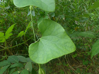 Aristoloche élégante - Aristolochia littoralis - Aristolochia elegans