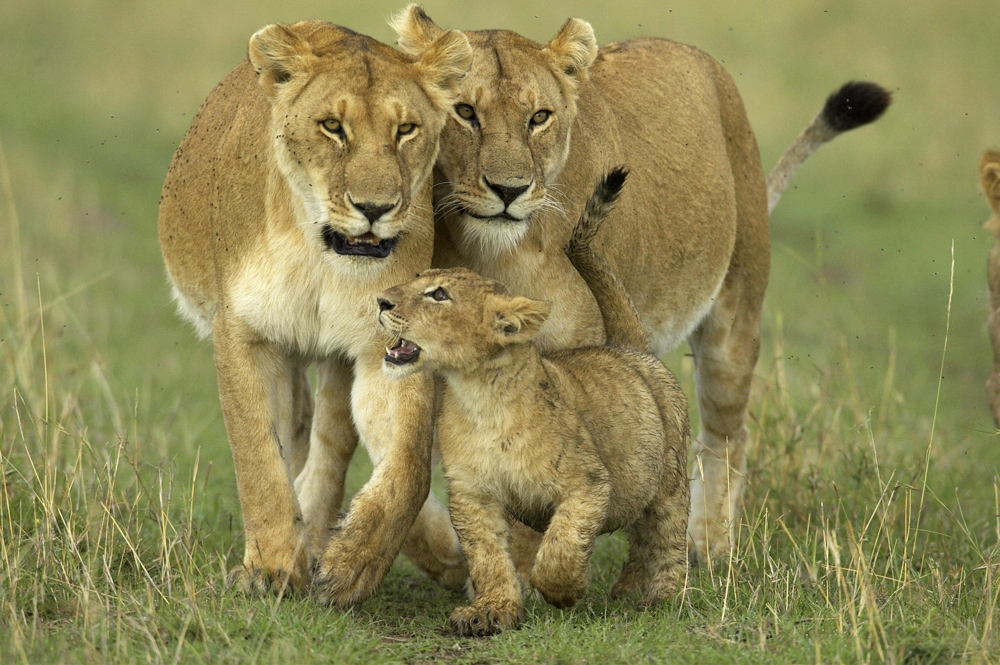 lions wallpapers. african lion wallpaper. lions