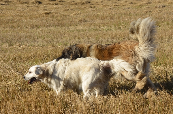 leik på jordet leonberger golden retriever