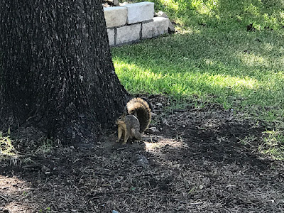 Startled this Squirrel During My Walk to the Pool - DeCordova Bend, Texas